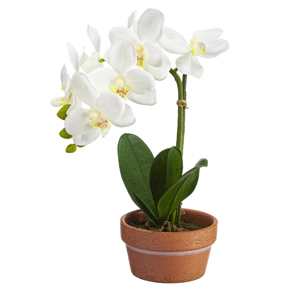 11" Silk Phalaenopsis Orchid Flower Arrangement w/Terra Cotta Pot -White (pack of 4)