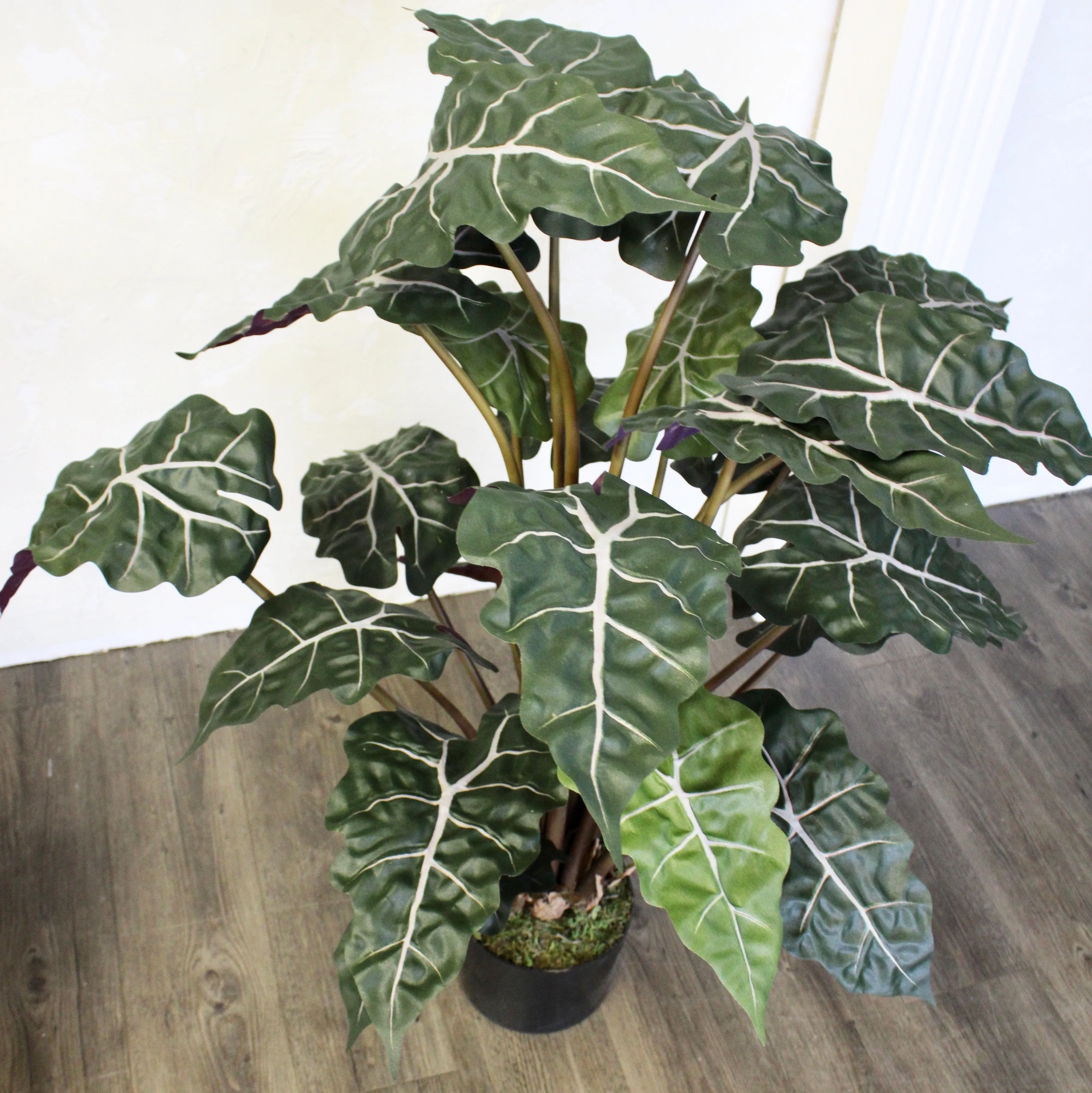 3’ Alocasia