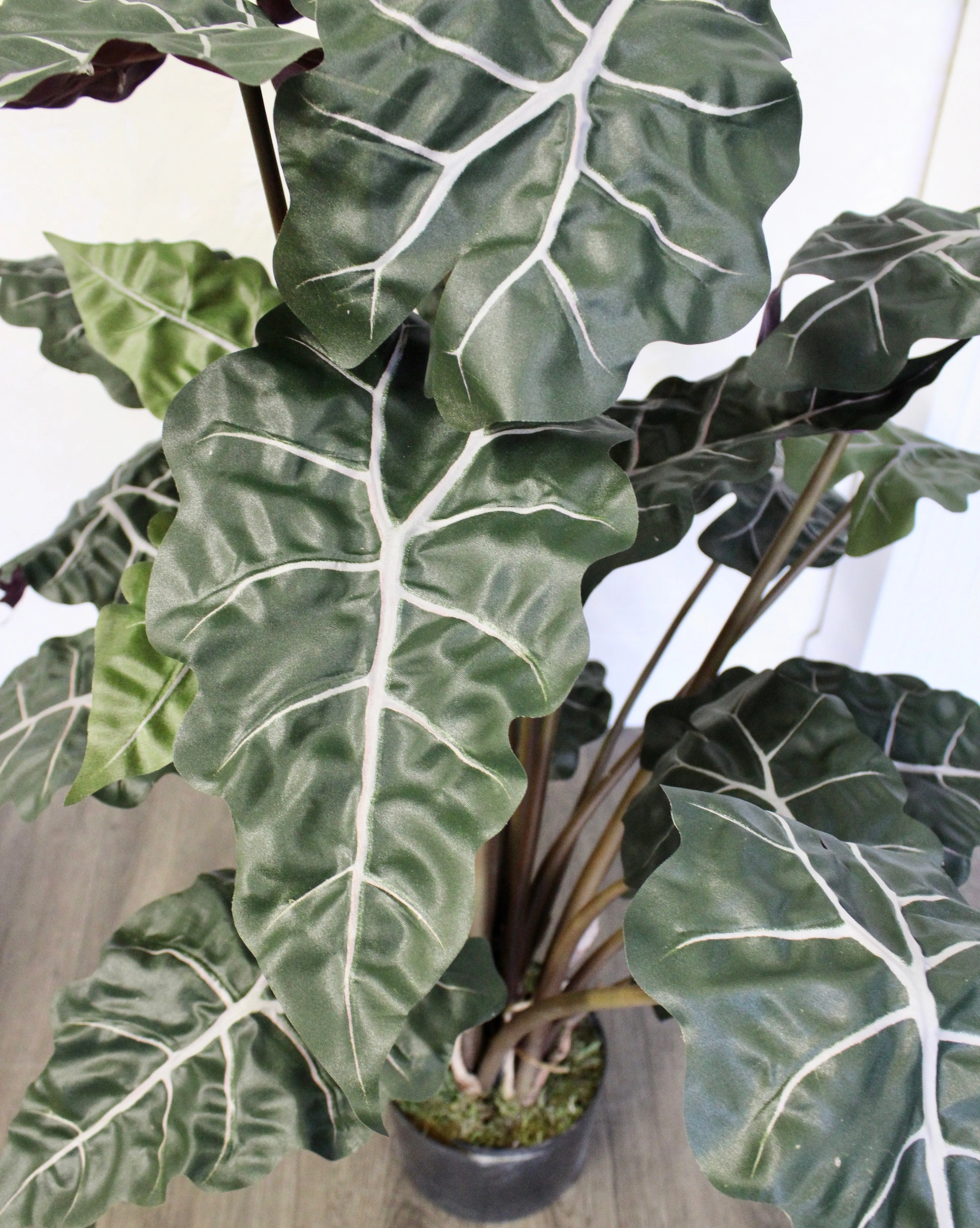 3’ Alocasia