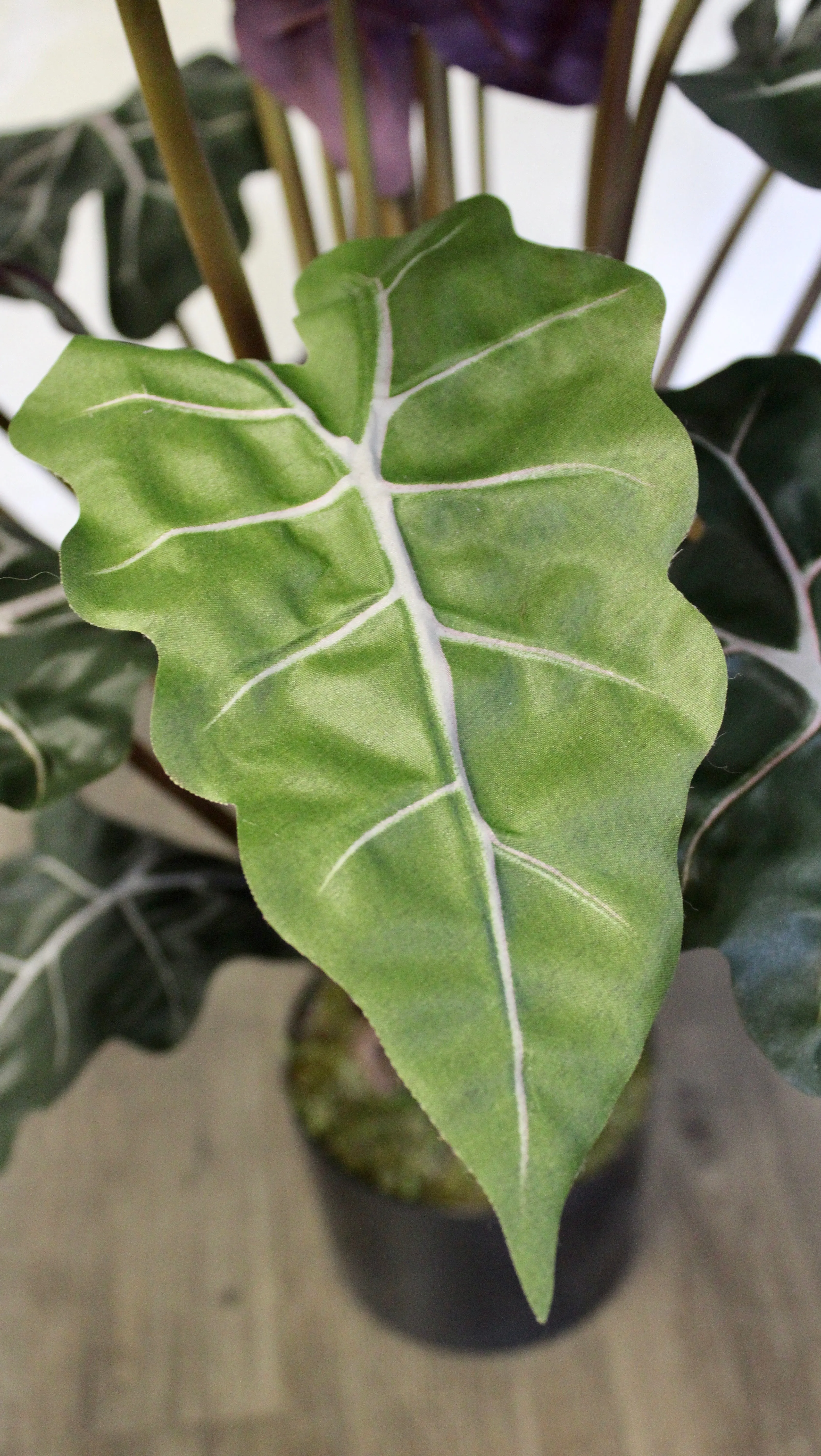 3’ Alocasia