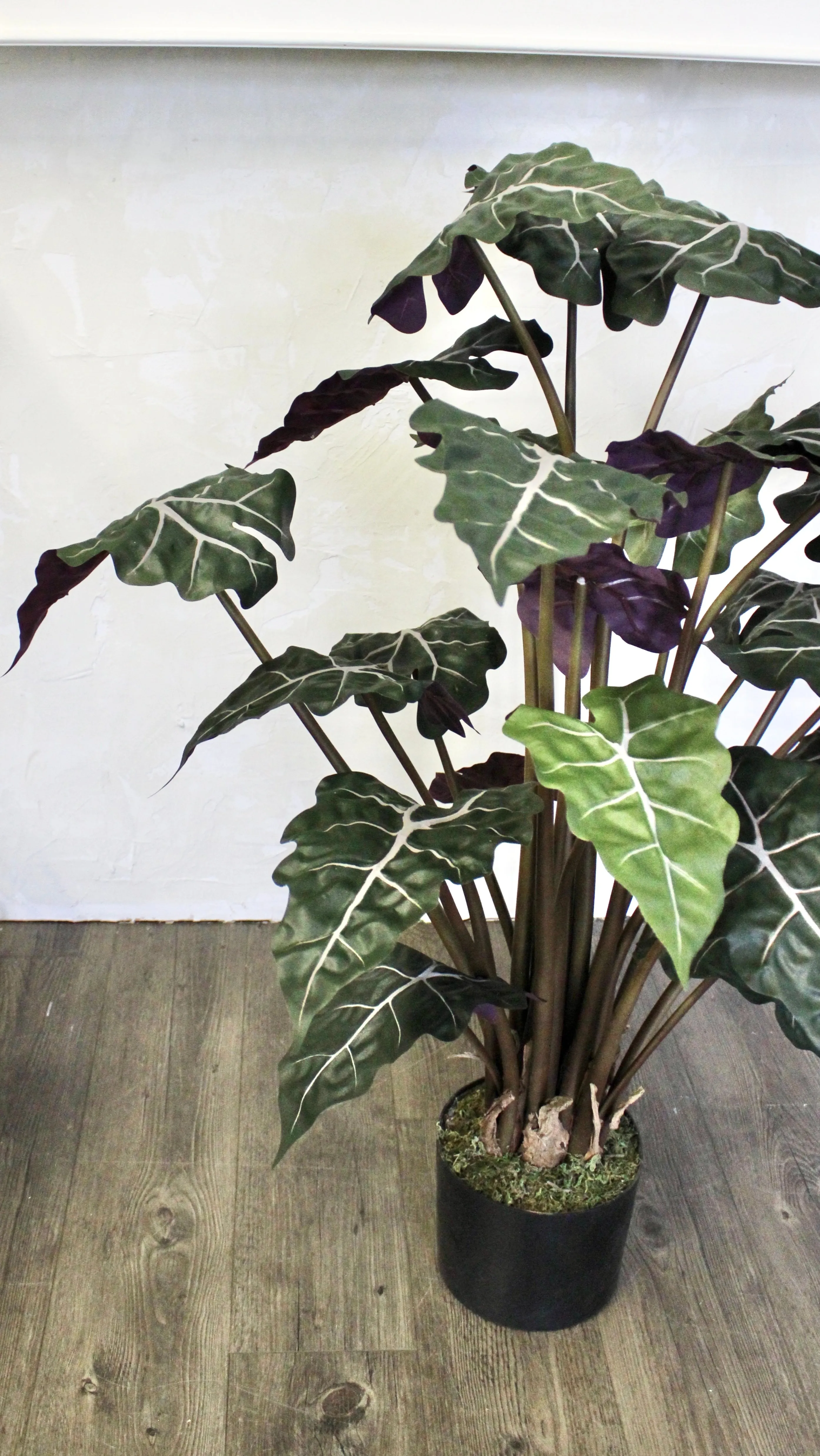 3’ Alocasia