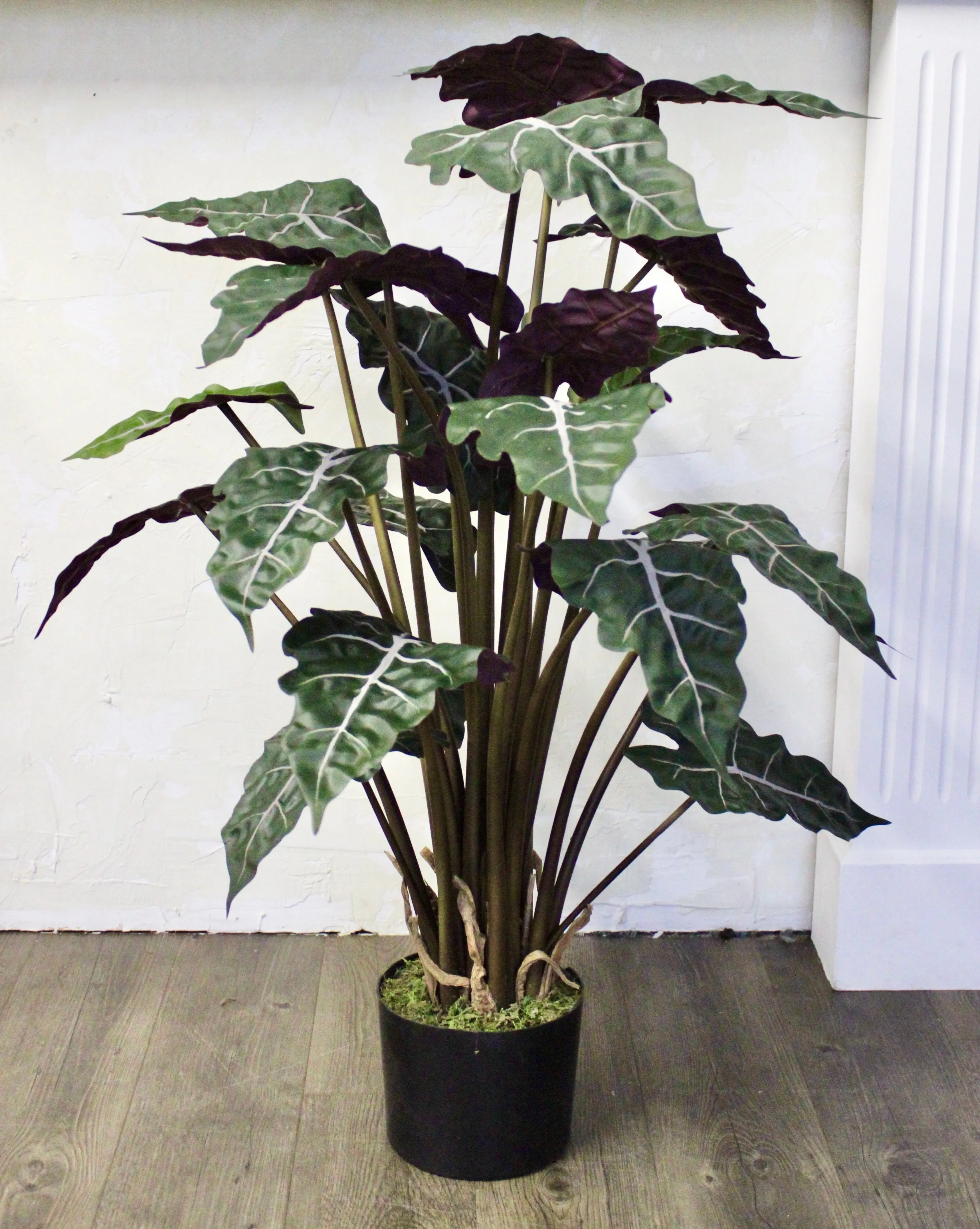 3’ Alocasia