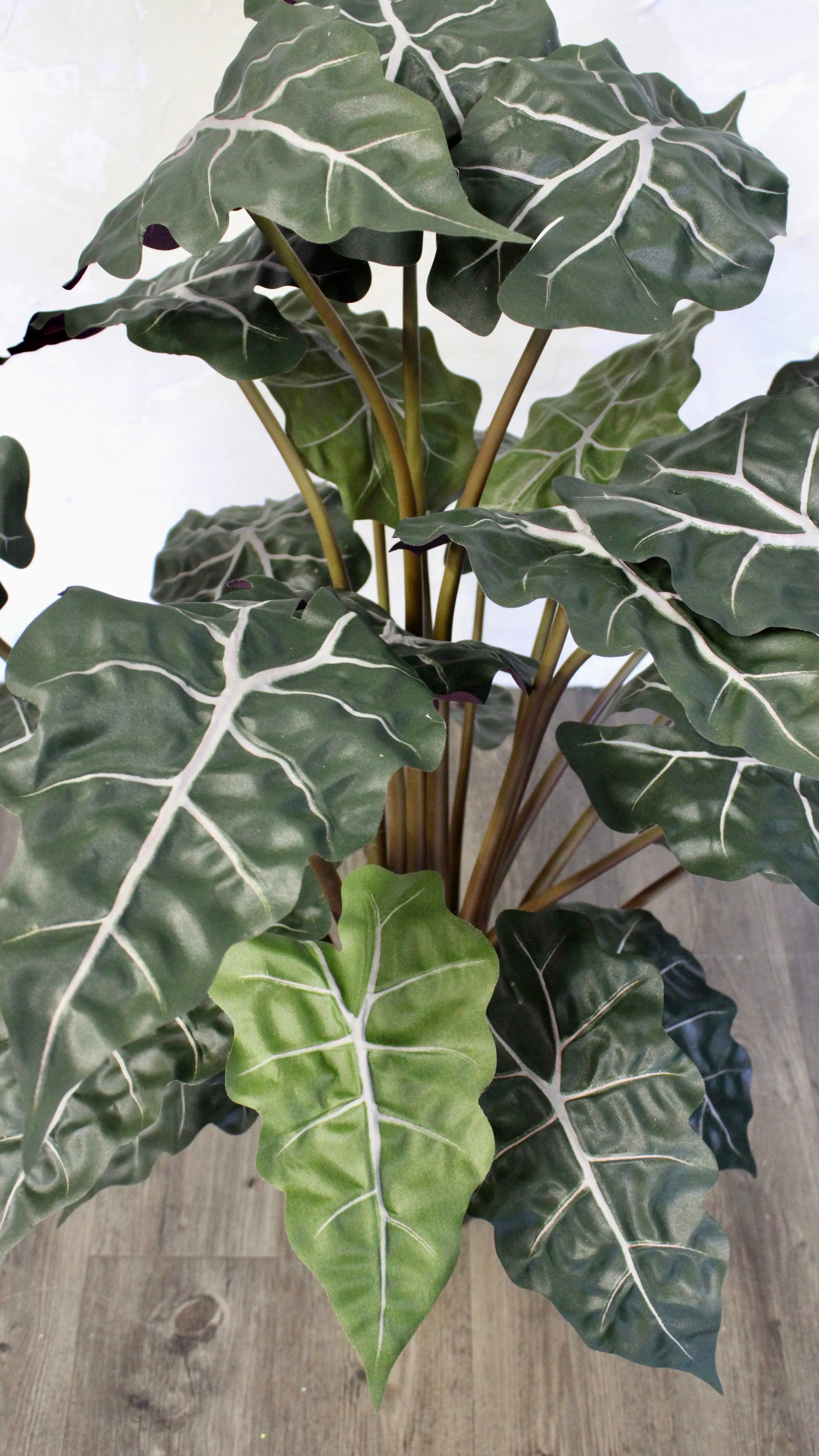 3’ Alocasia