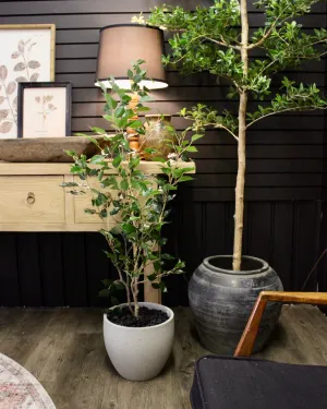 4’ Benjamina Ficus Tree