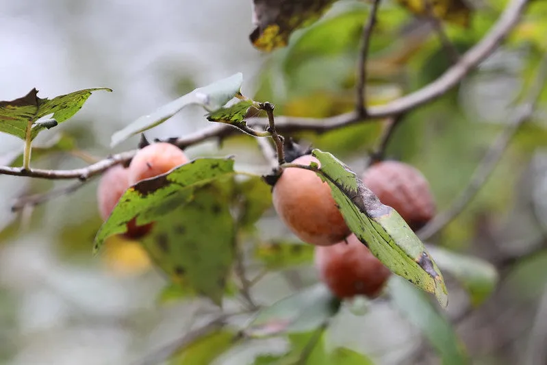 American Persimmon Tree