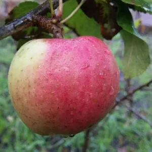 Apple Uncle John's Cooker