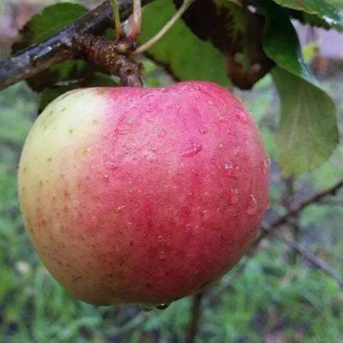 Apple Uncle John's Cooker