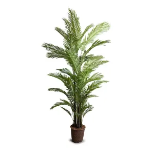 Areca Palm Tree 8'