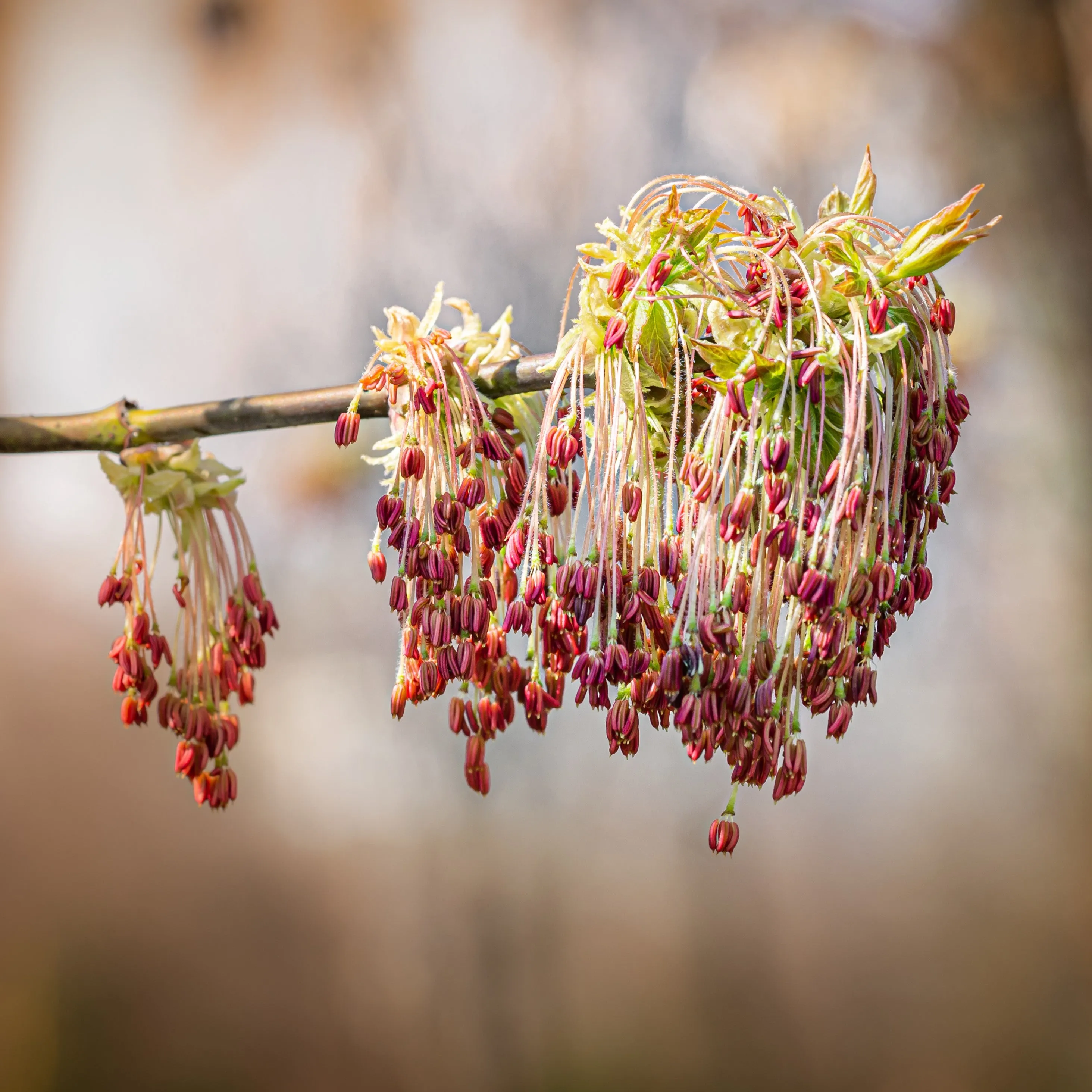 Boxelder Maple Tree