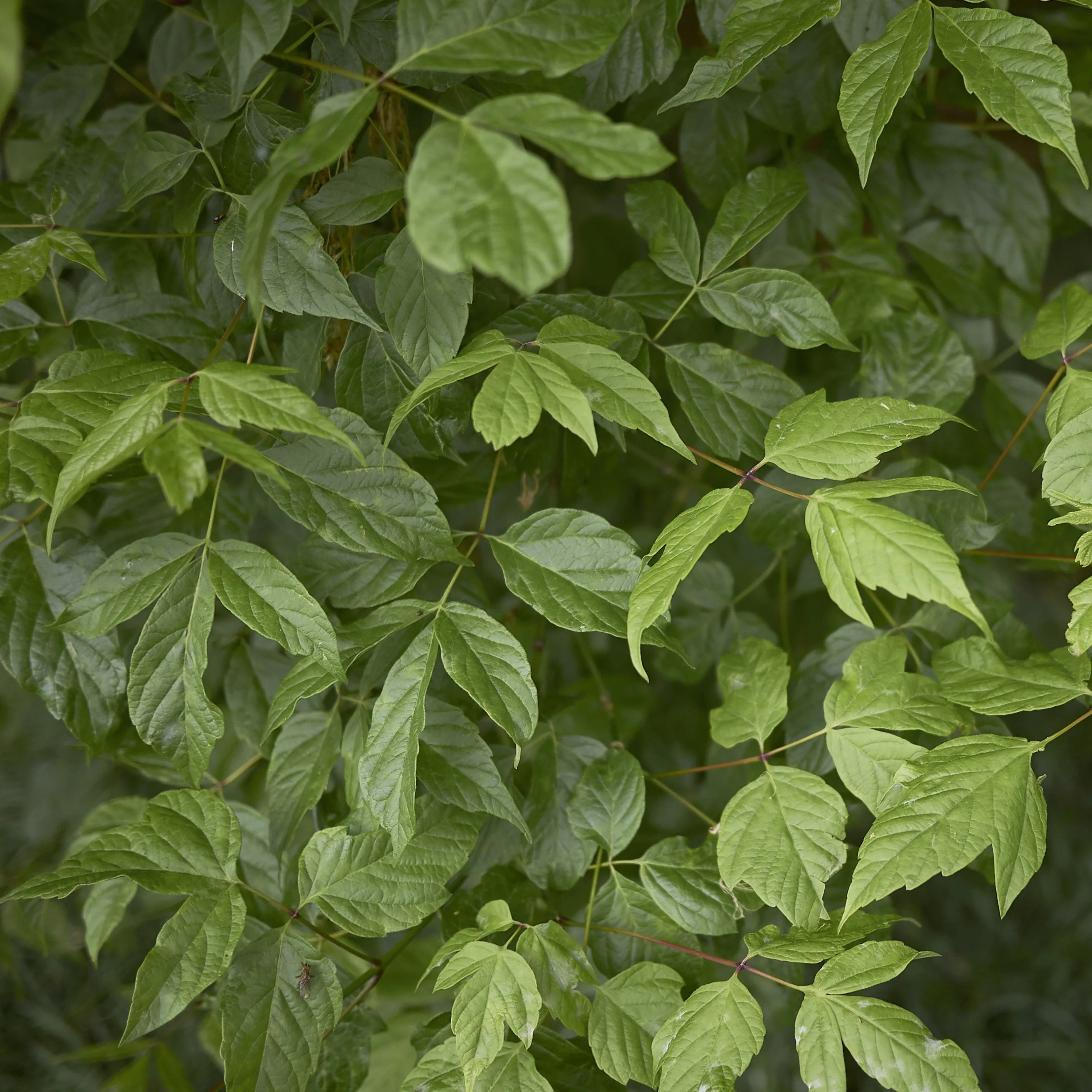 Boxelder Maple Tree