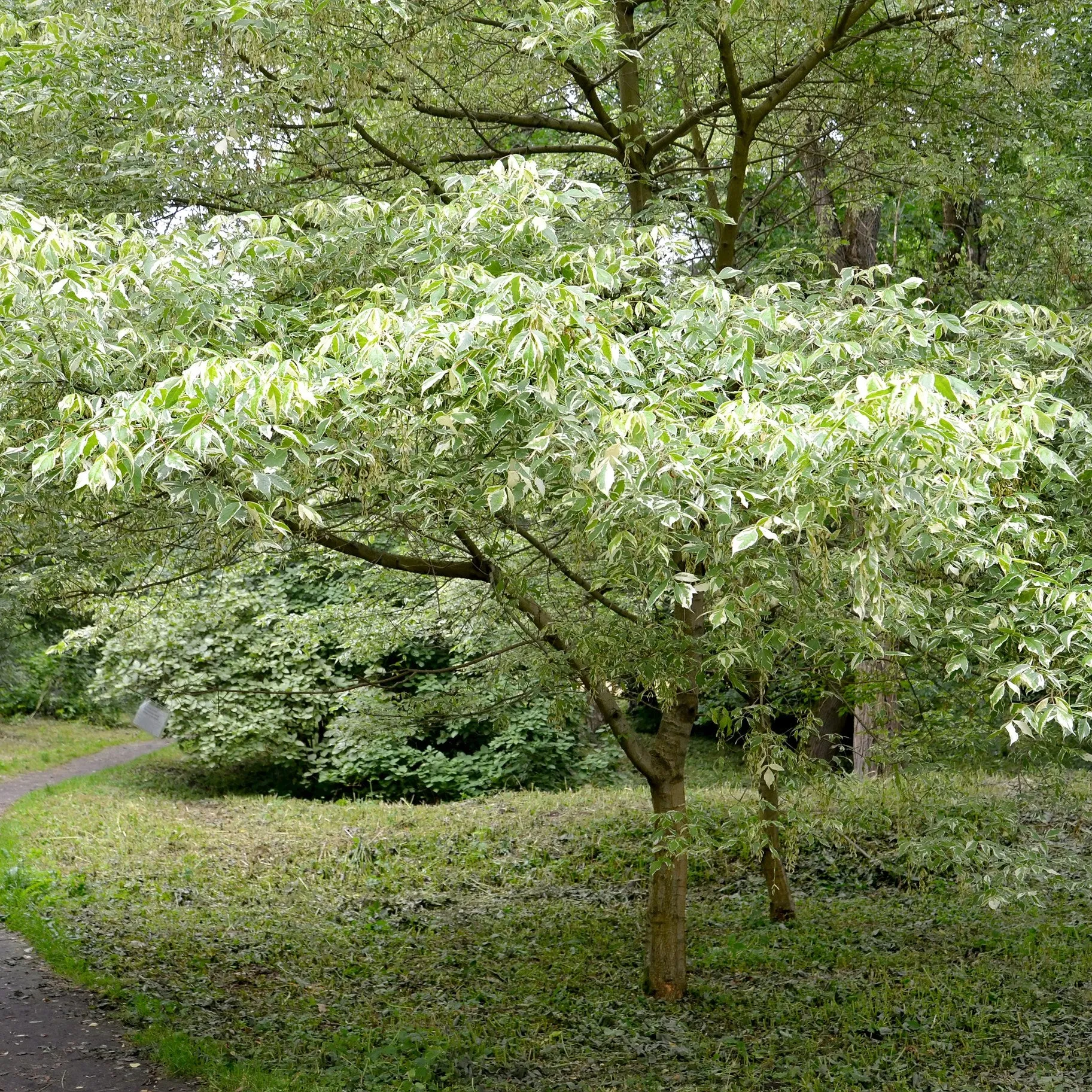 Boxelder Maple Tree