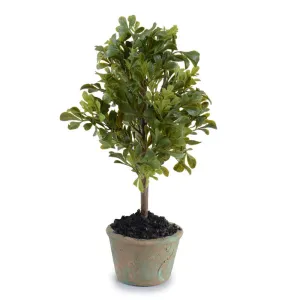 Boxwood Mini Bush 14"H