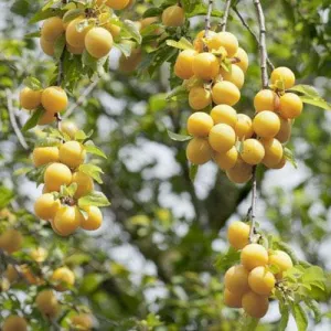 Damson Shepherds Bullace