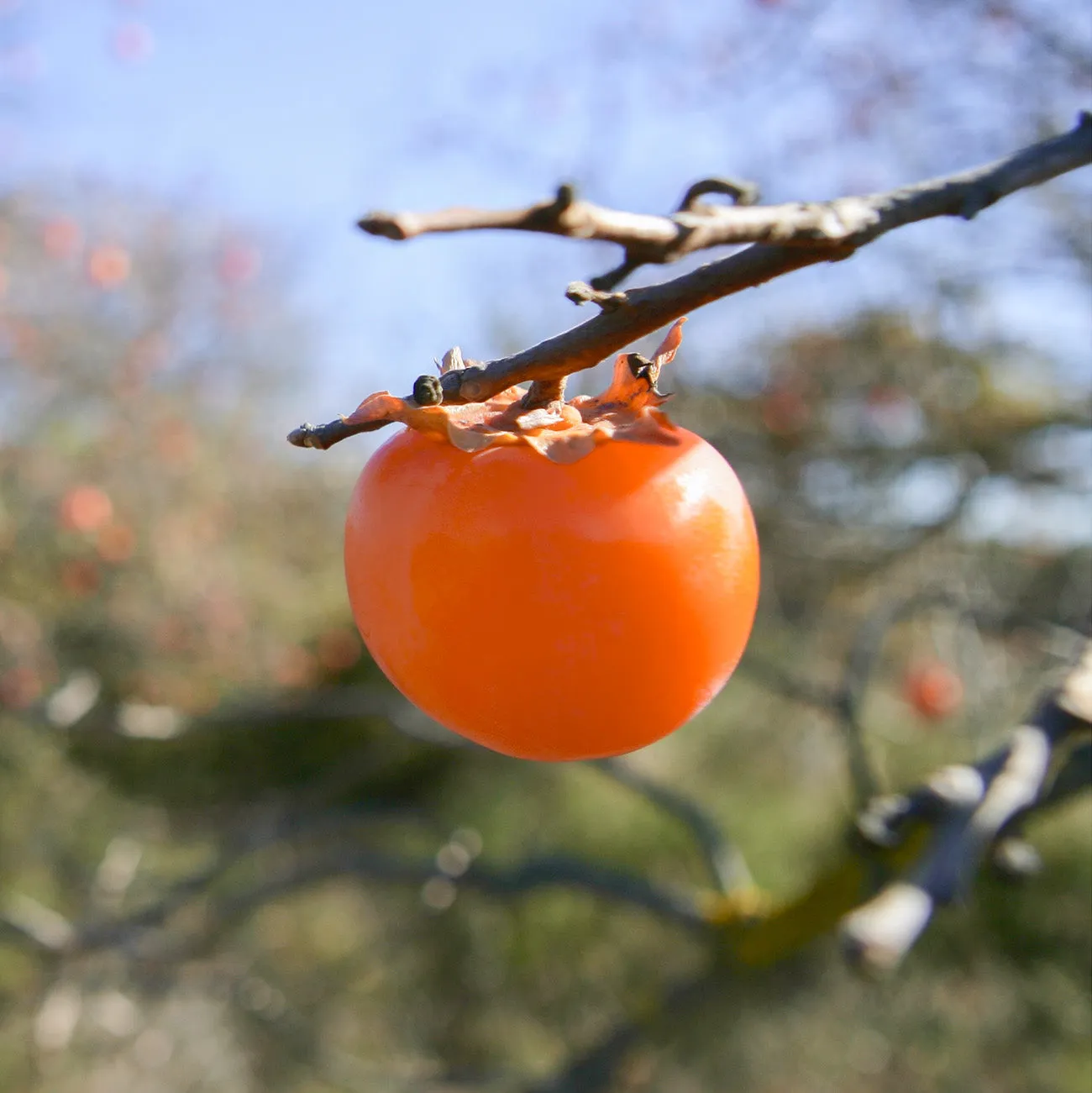 Deer Candy Persimmon Tree