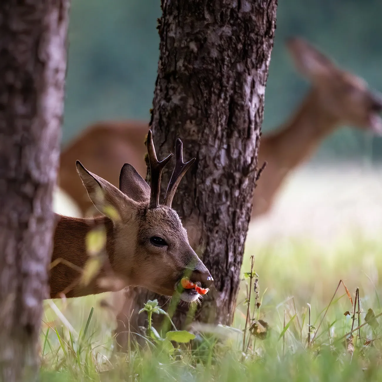 Deer Candy Persimmon Tree