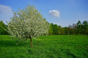 Dolgo Crabapple Tree