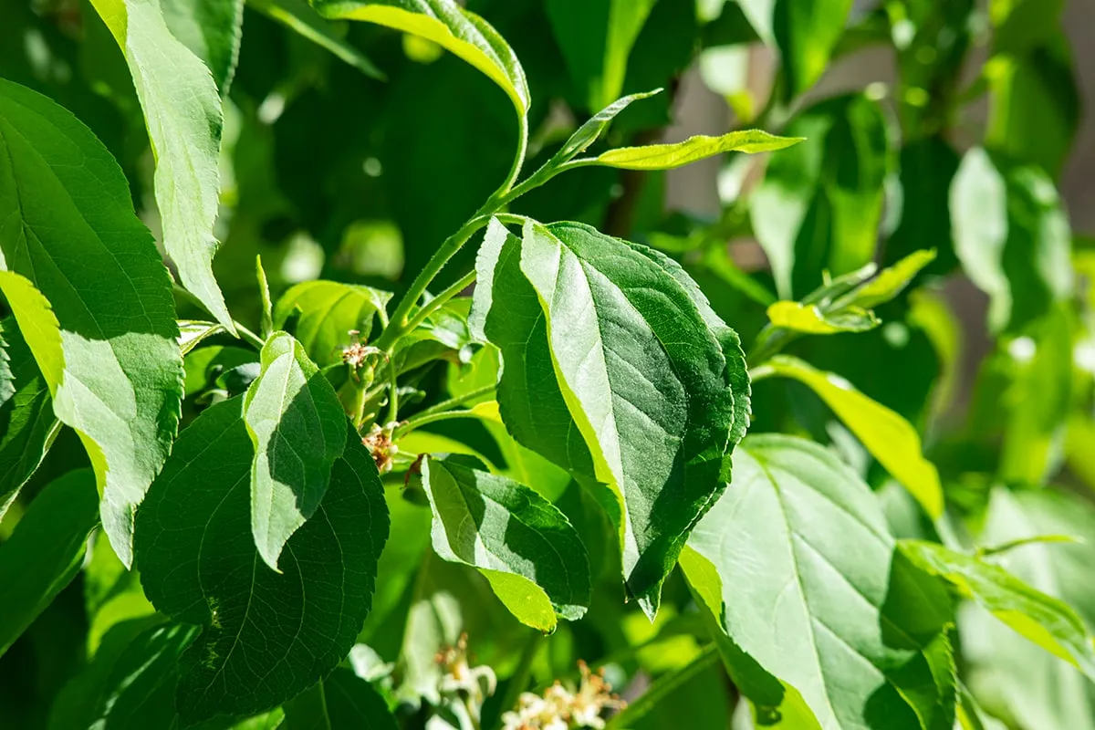 Dolgo Crabapple Tree