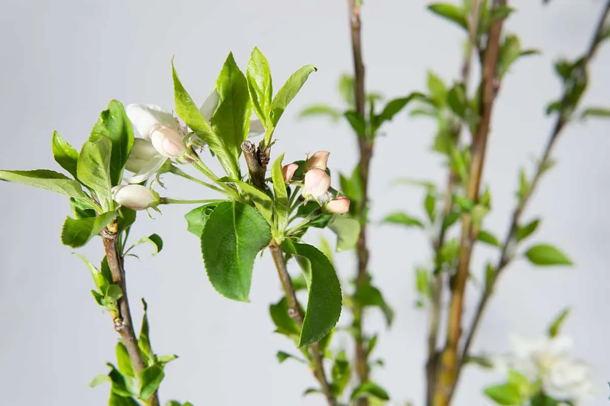 Dolgo Crabapple Tree