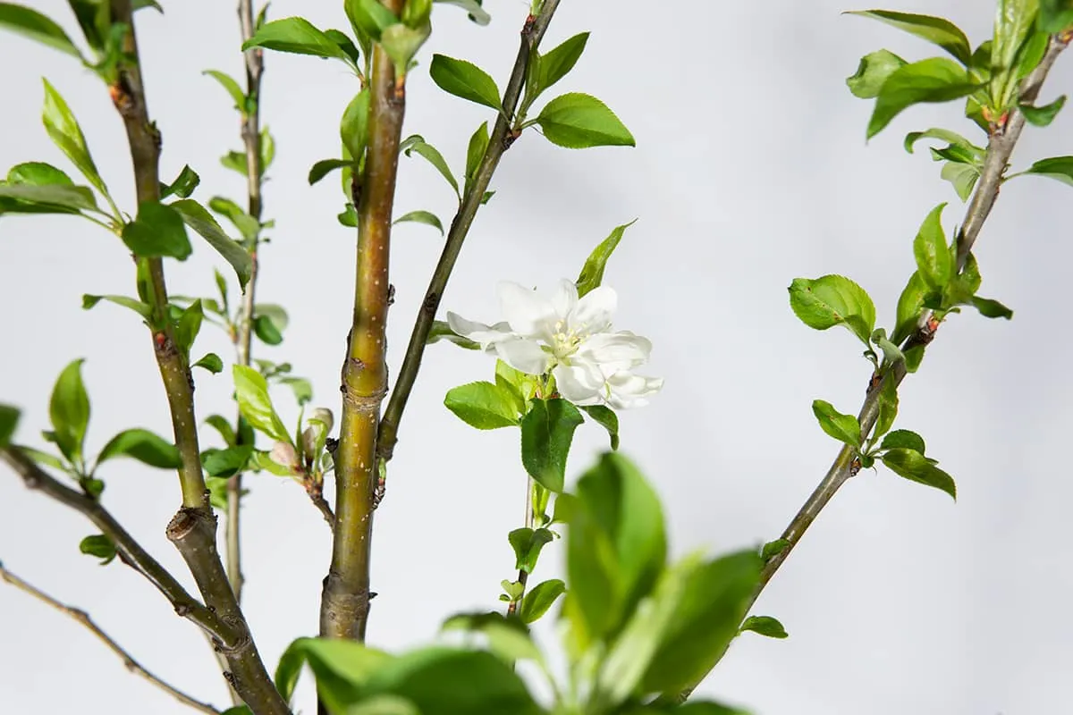 Dolgo Crabapple Tree