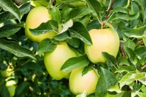 Dorsett Gold Apple Tree