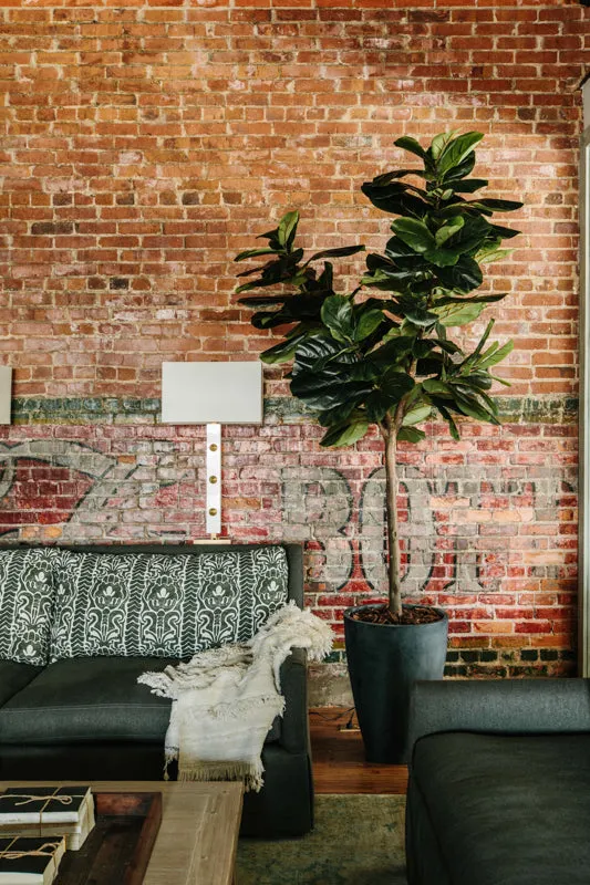 Fiddle Leaf Fig Tree 6.5'