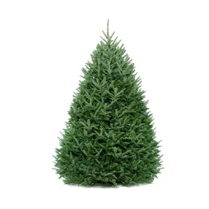 Fraser Fir Christmas Tree - Premium, Fresh Cut