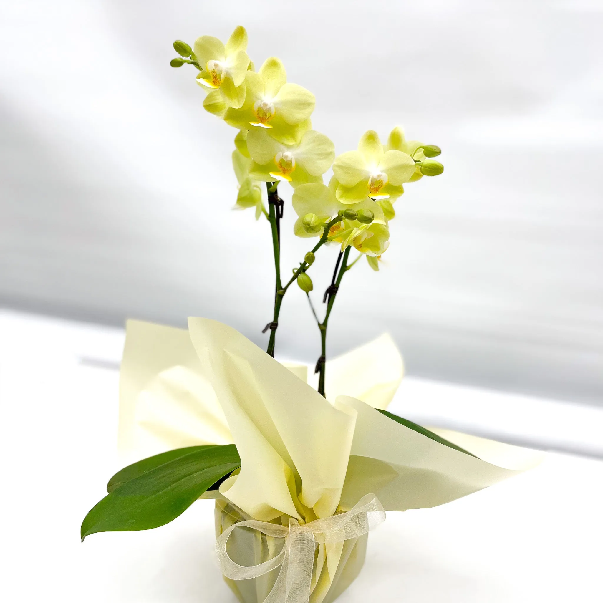 Gift Wrapping Orchid Plant