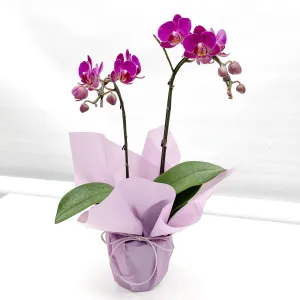 Gift Wrapping Orchid Plant