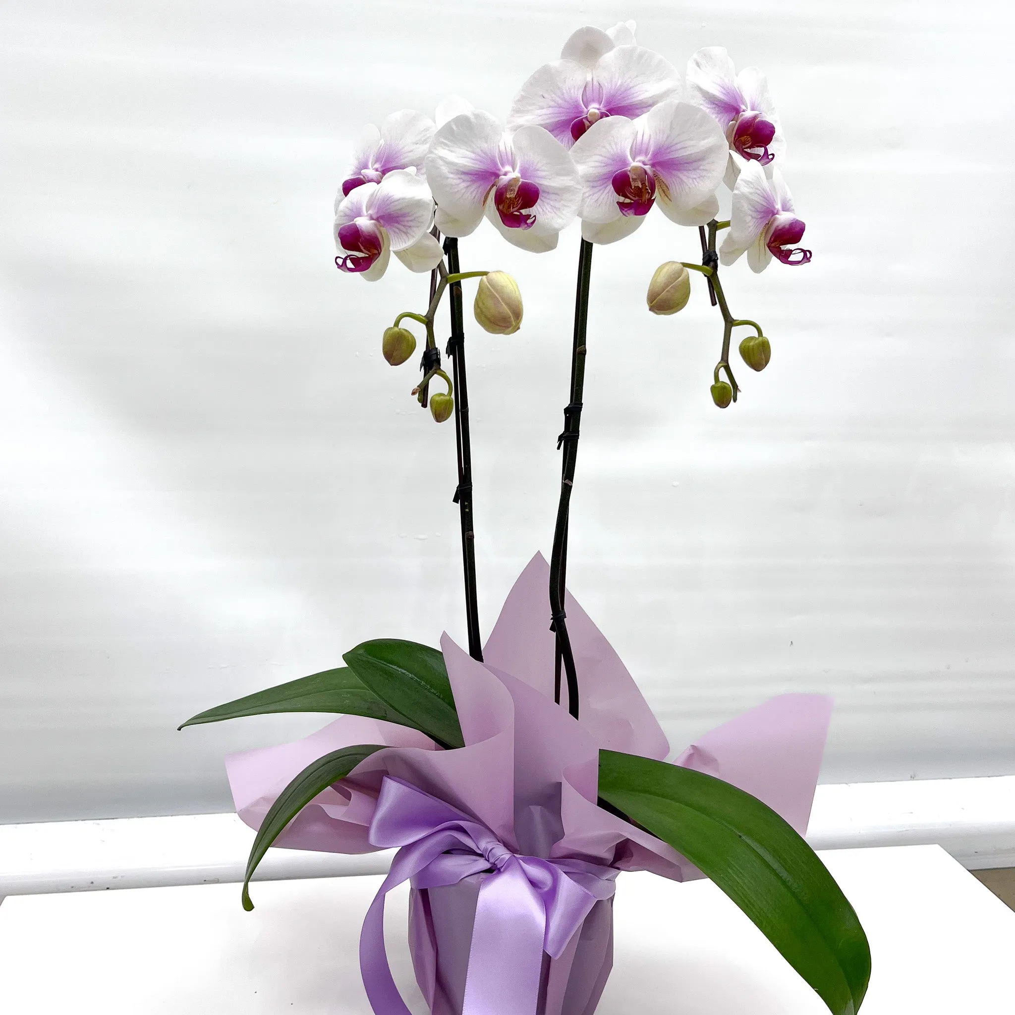 Gift Wrapping Orchid Plant