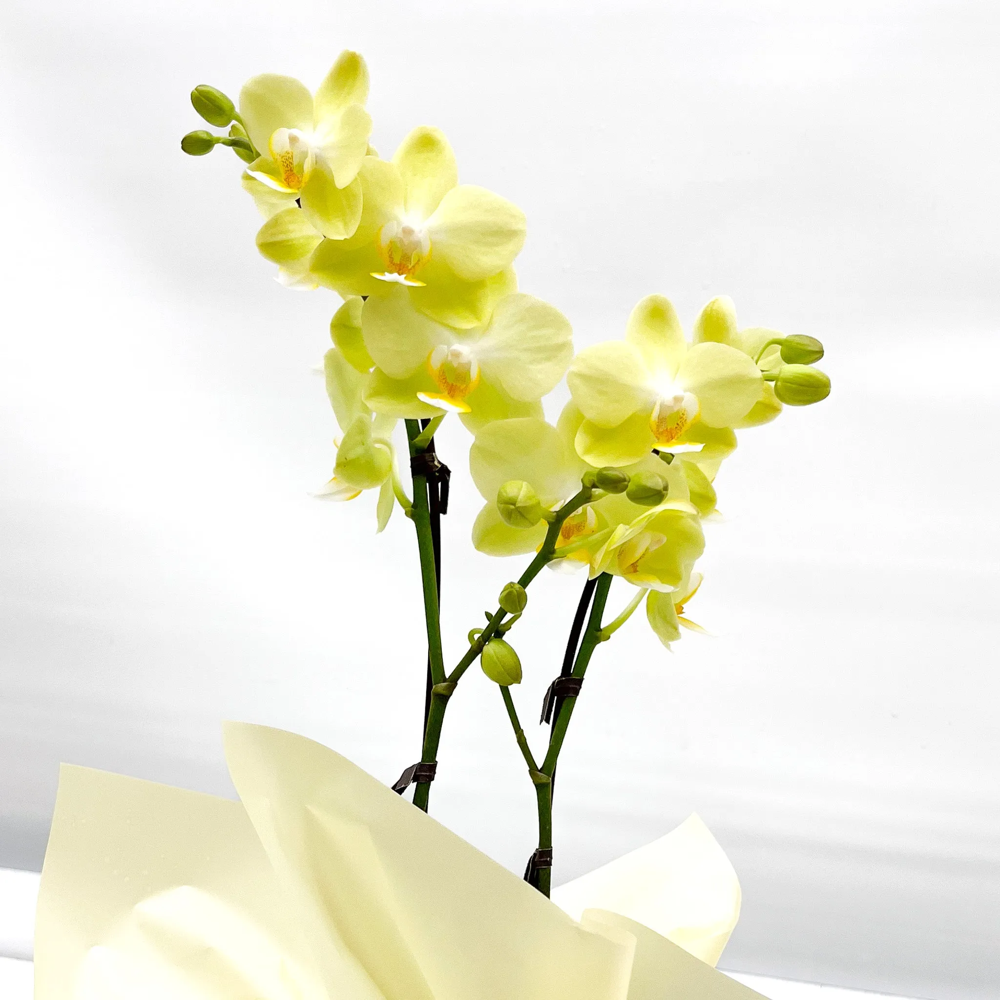 Gift Wrapping Orchid Plant