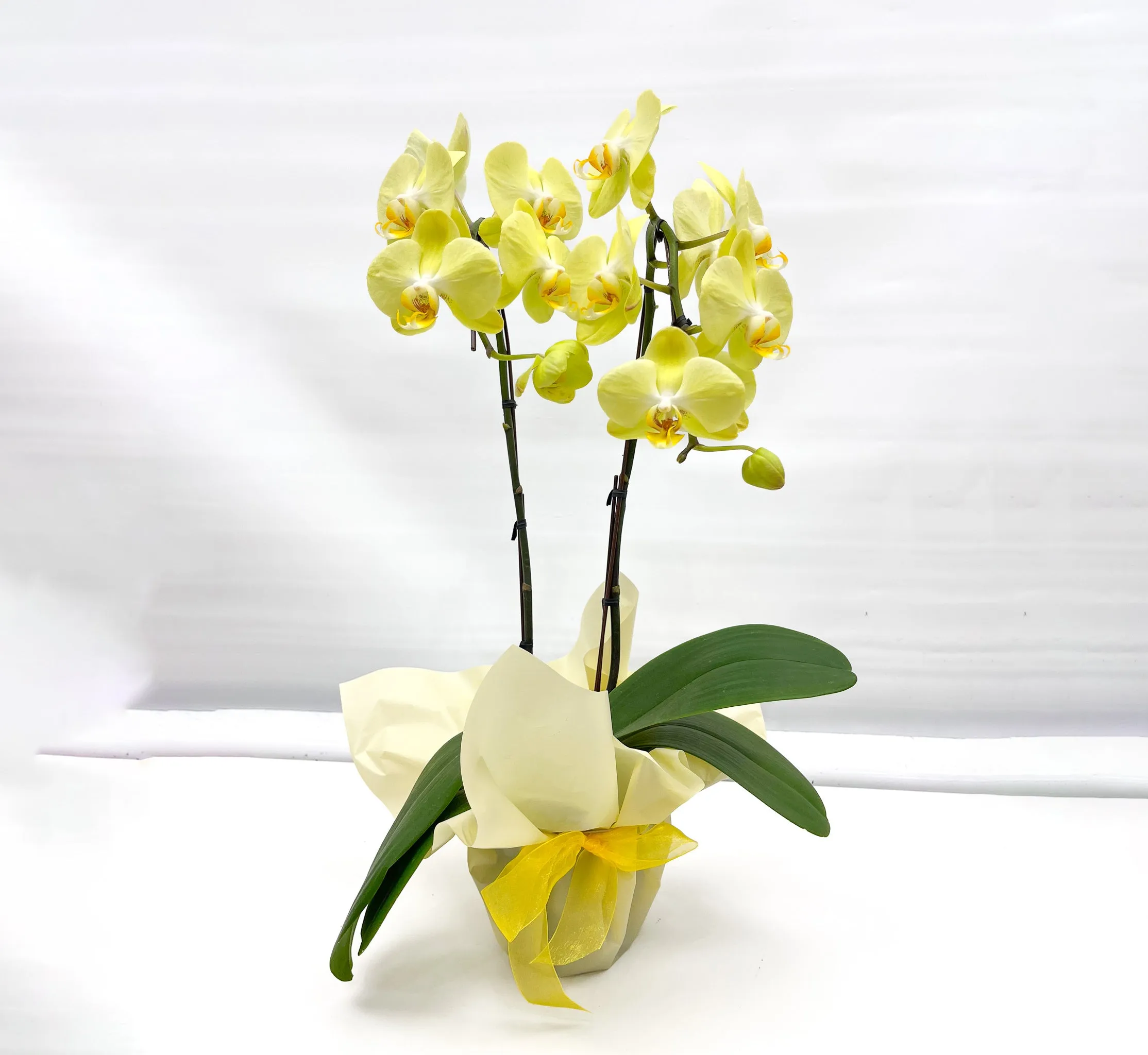 Gift Wrapping Orchid Plant