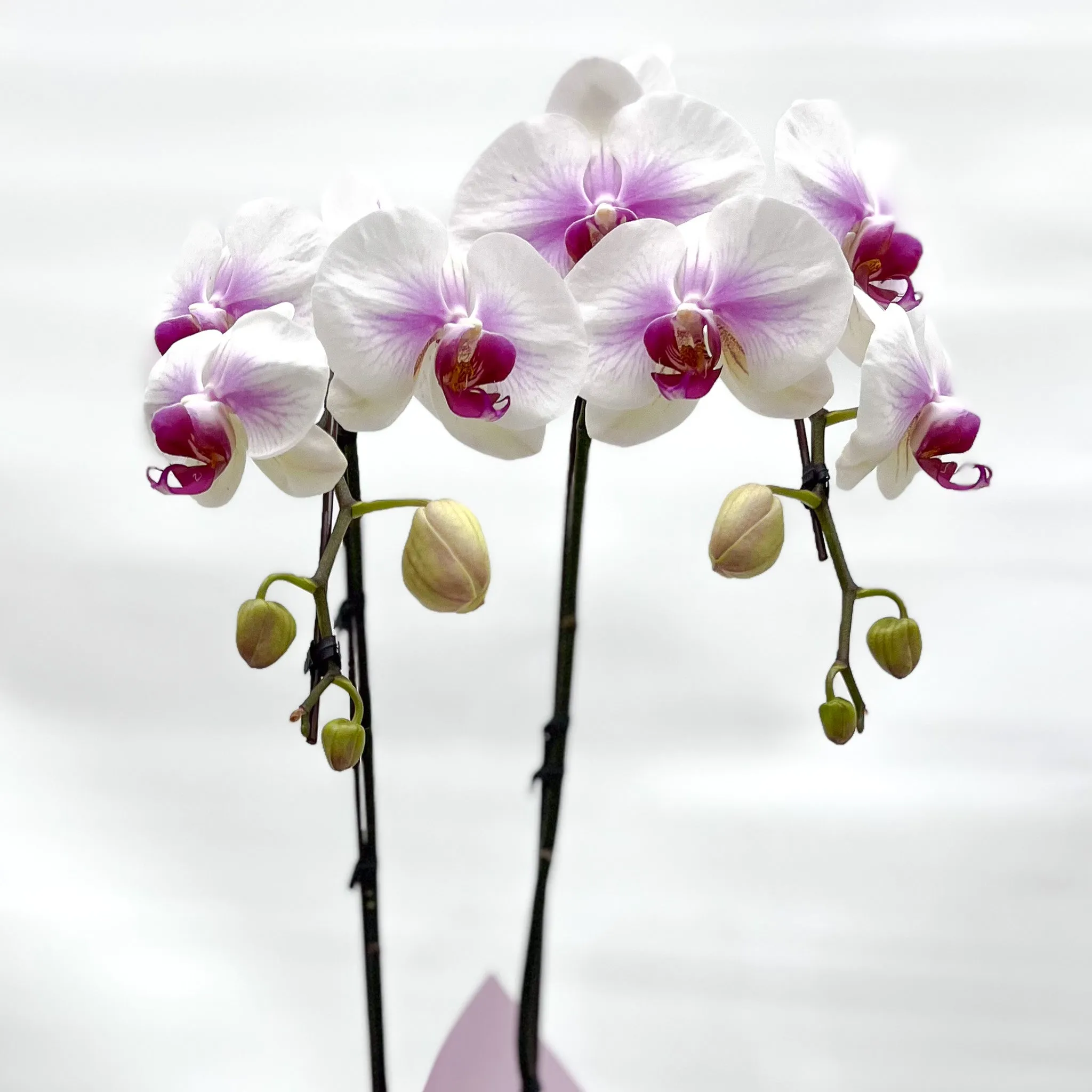 Gift Wrapping Orchid Plant