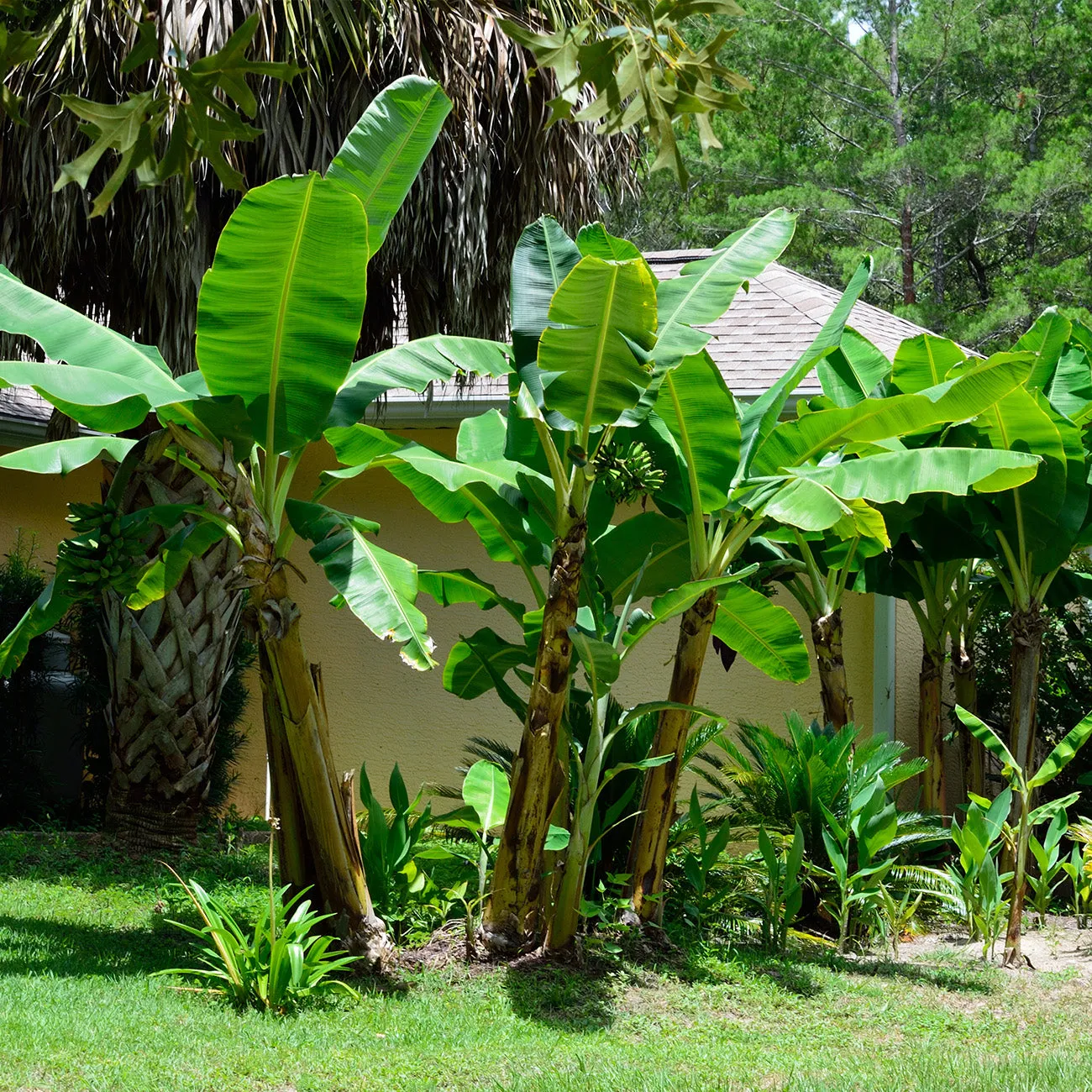 Musa Dwarf Cavendish Banana Tree