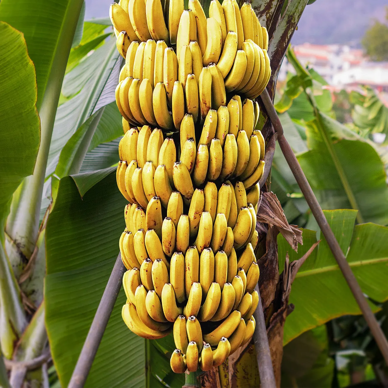 Musa Dwarf Cavendish Banana Tree