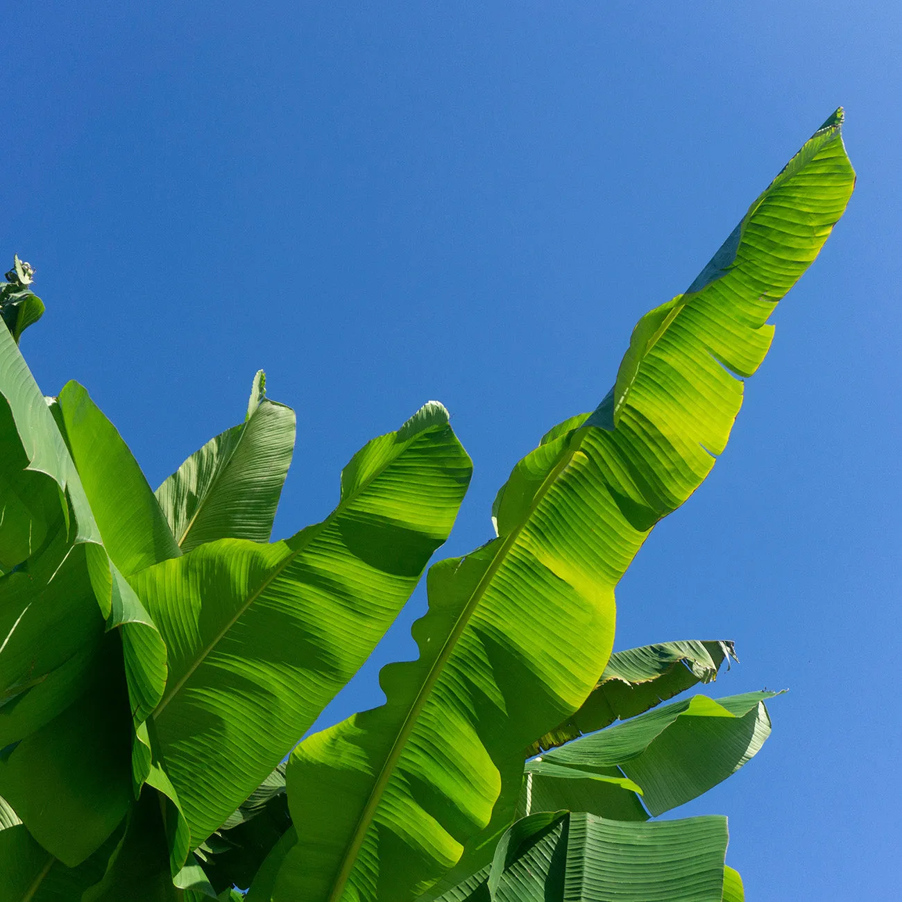 Musa Dwarf Cavendish Banana Tree