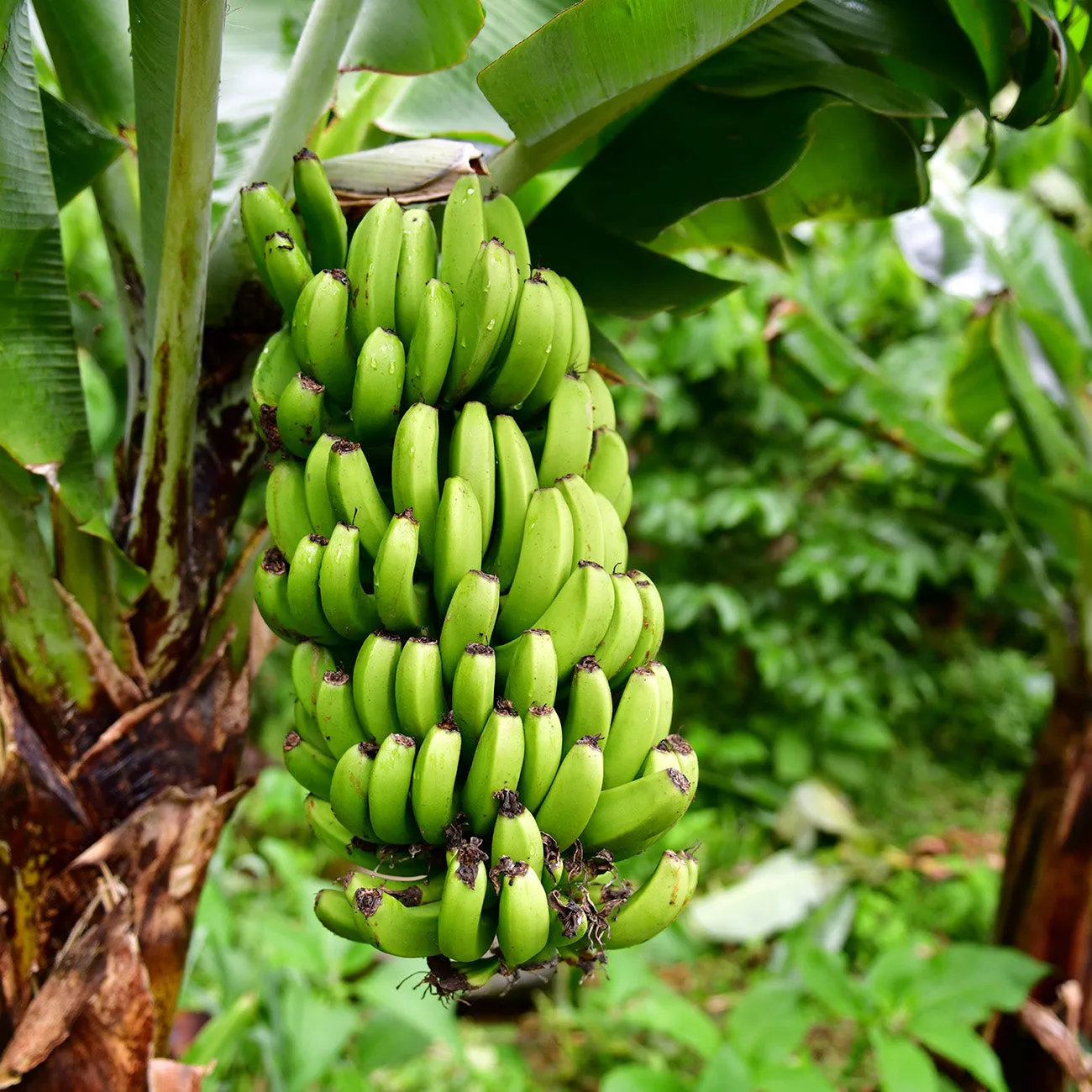 Musa Dwarf Cavendish Banana Tree