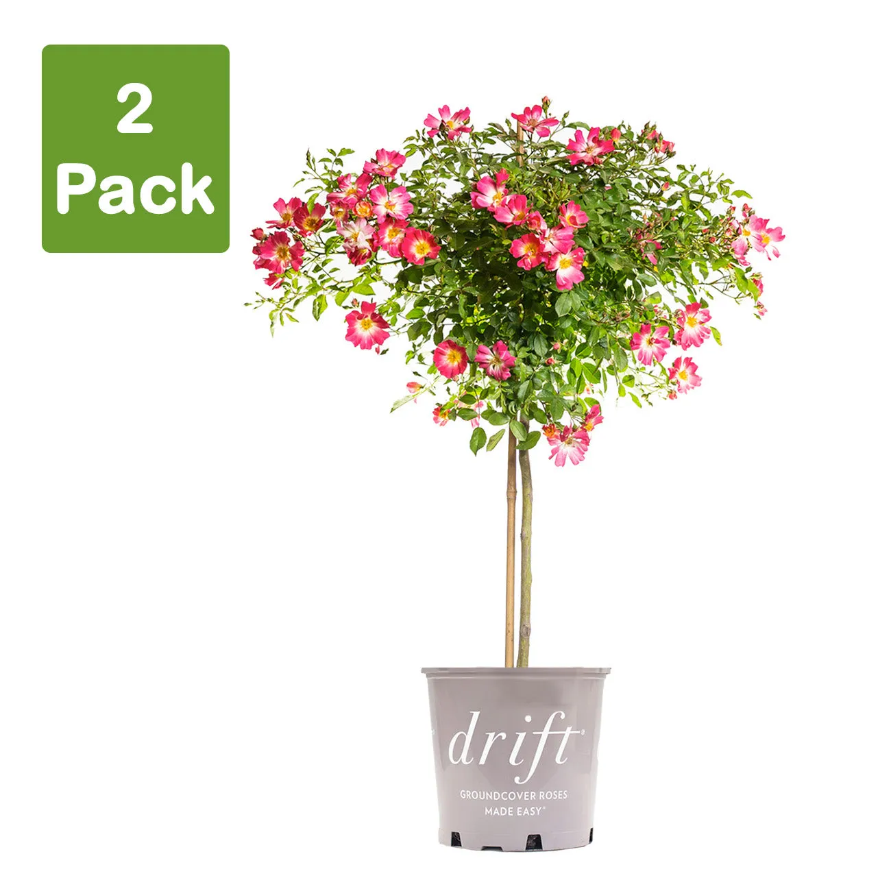 Pink Drift® Rose Tree