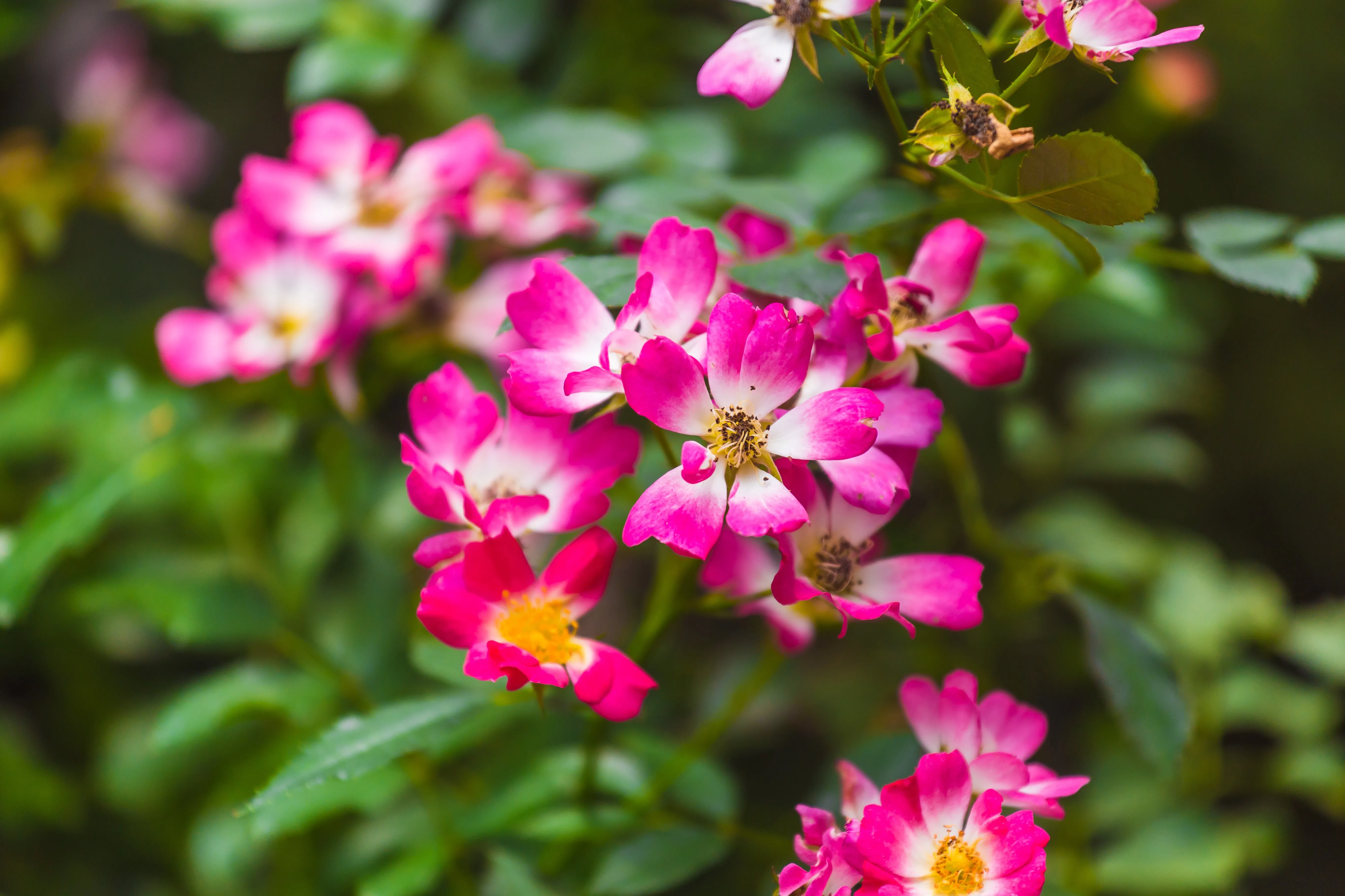 Pink Drift® Rose Tree