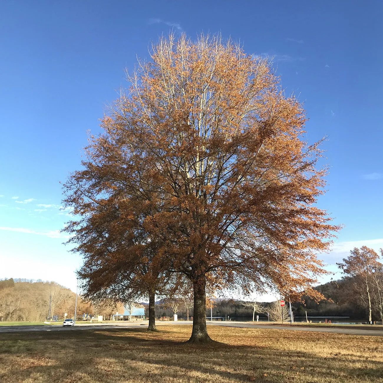 Sure! Premium Willow Oak Tree for Sale