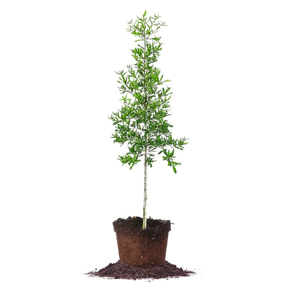 Sure! Premium Willow Oak Tree for Sale